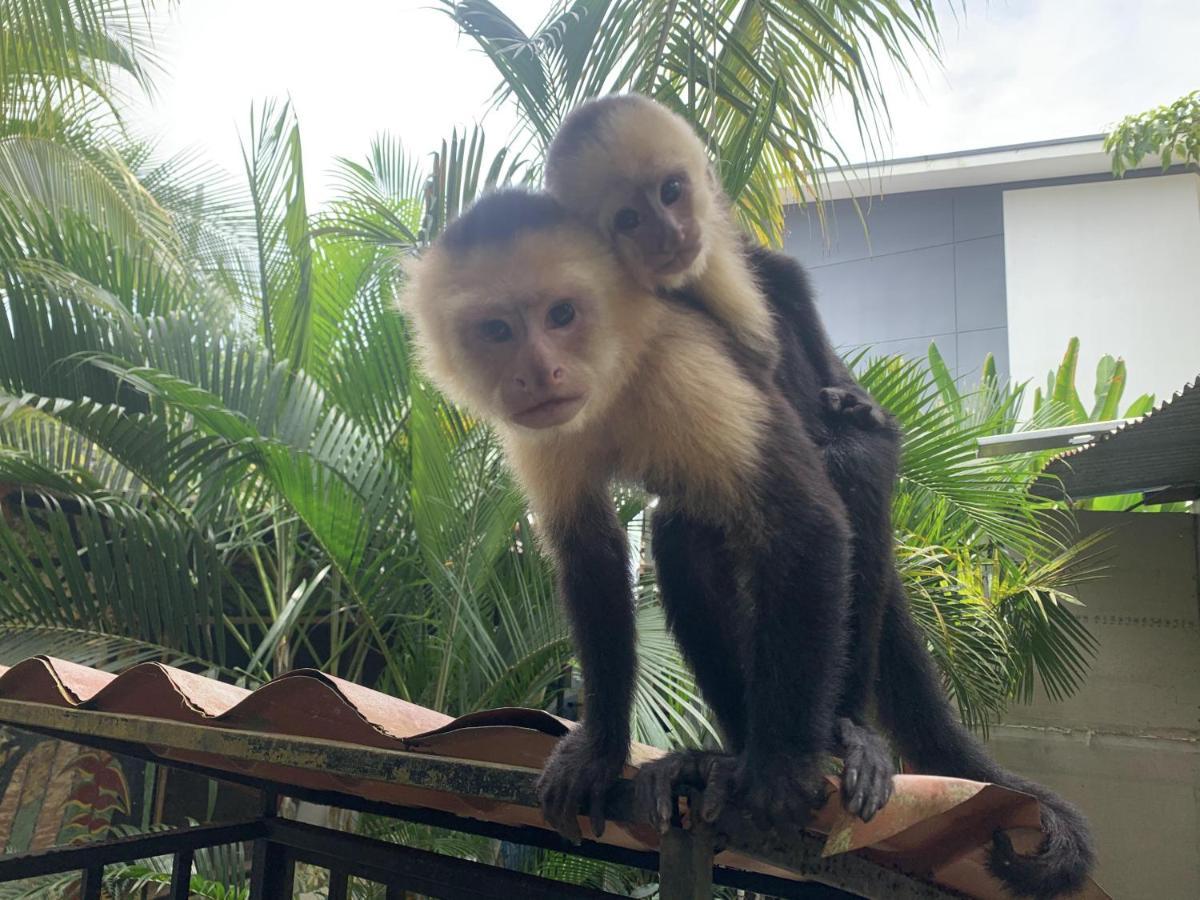 La Posada Jungle Hotel Manuel Antonio Buitenkant foto