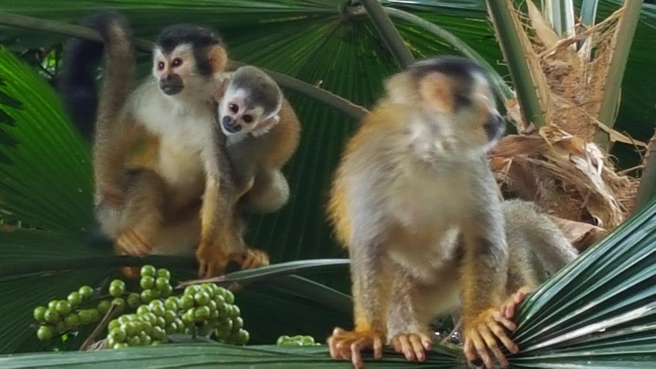 La Posada Jungle Hotel Manuel Antonio Buitenkant foto