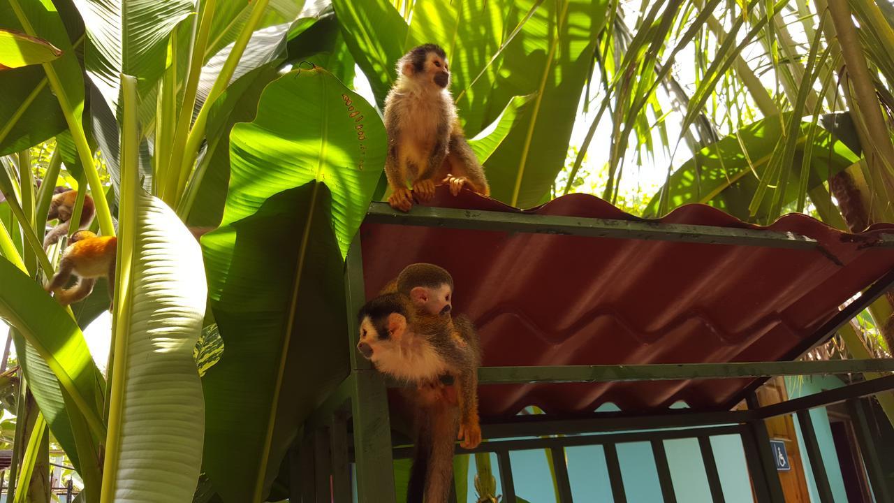 La Posada Jungle Hotel Manuel Antonio Buitenkant foto